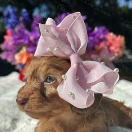 Hazel- long coat -Silky - Red female Dachshund puppy in Lakeland, Florida from Elite Doxies Florida
