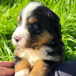 Blue - Black rust and white female Bernese Mountain Dog puppy in Auburn, Washington from MSM Bernese Mountain Dogs