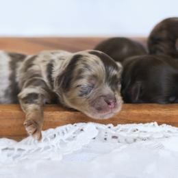 Shihpoo Puppies from The Teddybear Shihpoo
