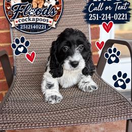 Bella - Black and white female Cockapoo puppy in Mobile, Alabama from Ace of Spades Yorkies