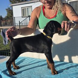 Doberman Pinscher puppies from Von Traumhaft Shon Dobermans