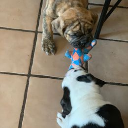 Olde English Bulldogge Puppies from Gods Of Olympus Bulldogges