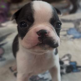 Squirt - Black brindle and white male Boston Terrier puppy in Brazos Point, Texas from TX Southern Belle Bostons