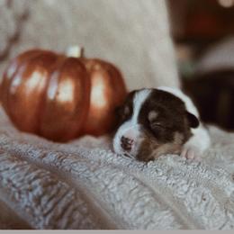 Casper - Black and tan male Pembroke Welsh Corgi puppy in La Porte City, Iowa from Cedar River Corgis