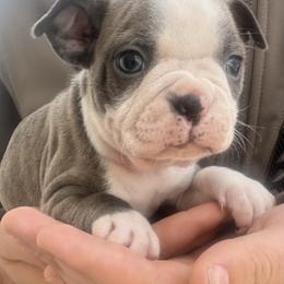 Carol - Lilac female Boston Terrier puppy in Brazos Point, Texas from TX Southern Belle Bostons