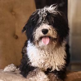 Kipper - Bernedoodle