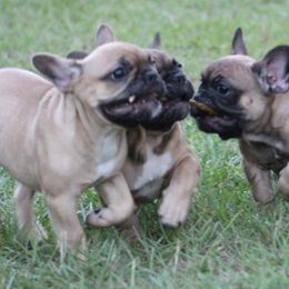 American Bulldog, French Bulldog, and Shorty Bull Puppies from Bingham's Bulldogs LLC
