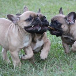 American Bulldog, French Bulldog, and Shorty Bull Puppies from Bingham's Bulldogs LLC