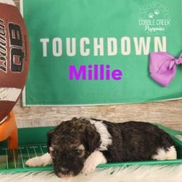 Millie - Sable female Bernedoodle puppy in Heyworth, Illinois from Cobble Creek Puppies