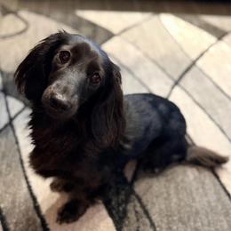 Belle - Dachshund