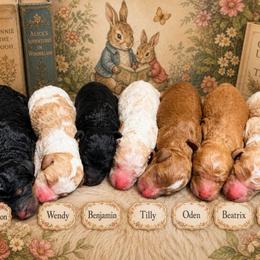 Peter - Apricot male Goldendoodle puppy in Macclenny, Florida from Baker County Goldendoodles