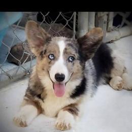 American Corgi Puppies from Blue Diamond Welsh corgis