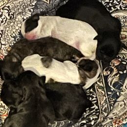 Shihpoo puppies from Mystic Moon Shih-Poos