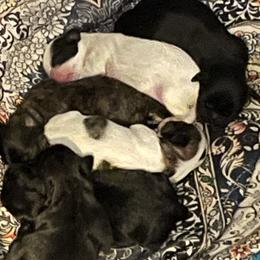 Shihpoo puppies from Mystic Moon Shih-Poos