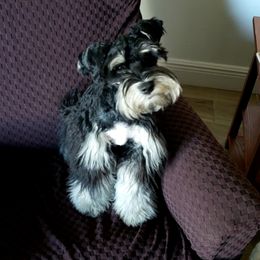 Monster - Miniature Schnauzer