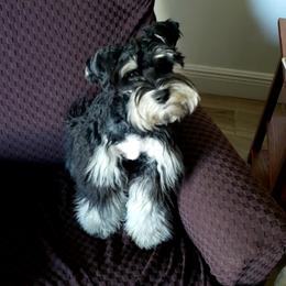 Monster - Miniature Schnauzer