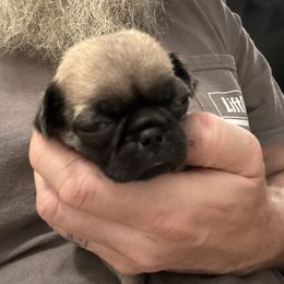 Red collar - Fawn male Pug puppy in Tallapoosa, Georgia from West Georgia Pugs