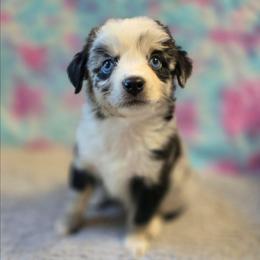 Lavender - Blue merle female Miniature Australian Shepherd puppy in Church Hill, Tennessee from Hippie Dog Haven