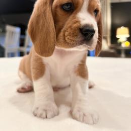 Finn - Red and white male Beagle puppy in Brownsboro, Texas from Willow Bark Beagles
