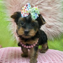 Mercedes - Blue and gold female Yorkshire Terrier puppy in Monticello, Iowa from Ashley’s Puppies