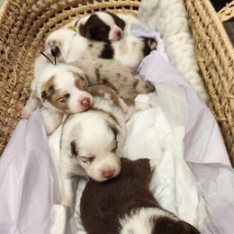 Australian Shepherd Puppies from Out of the Blue Aussies