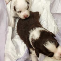 Australian Shepherd Puppies from Out of the Blue Aussies
