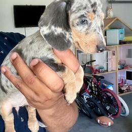 Marlyn - Dapple female Dachshund puppy in Modesto, California from Raws Doxies