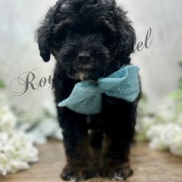 Copper - Black white and tan male Cockapoo puppy in West Plains, Missouri from The Royal Kennel