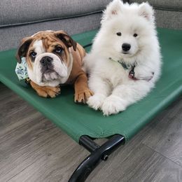 Samoyed Puppies from Hill Country Samoyeds