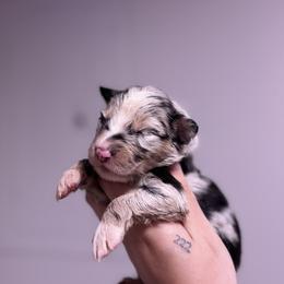 Cosmo AKC - Blue merle male Australian Shepherd puppy in Orlando, Florida from Skaky Shepherds