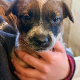 F2 - Red speckled female Australian Cattle Dog puppy in Ionia, Michigan from SB Heelers Cattle Dogs and Performance Horses