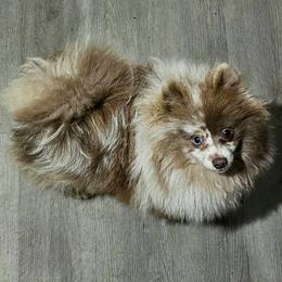 Lainey - Loo - Pomeranian