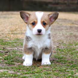 Simba - 1500 - Sable and white male American Corgi puppy in Star City, Arkansas from T4 Farms