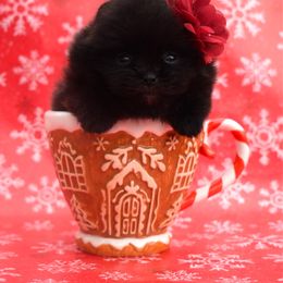 Solid black - Black female Pomeranian puppy in Westminster, Colorado from VanityPom’s