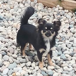 Onyx - Chihuahua