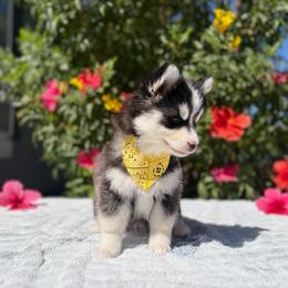 Moon - Tri-color female Pomsky puppy in Homeland, California from Lara's Ranch Pomskies