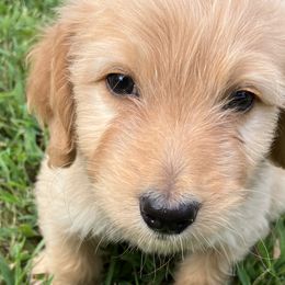 Blondie - Bernedoodle puppy in North Carolina from Morteo Bernadoodles