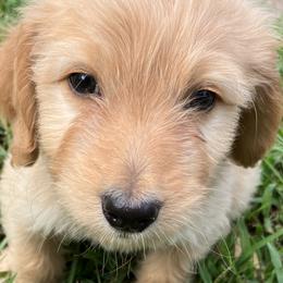 Blondie - Bernedoodle puppy in North Carolina from Morteo Bernadoodles
