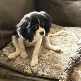Jazzy Belle - Tri-color female Cavalier King Charles Spaniel puppy in Greenvillle, South Carolina from Ellis Family Cavaliers