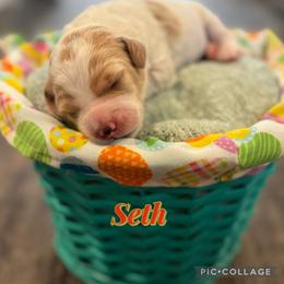 Seth - Parti male Goldendoodle puppy in Tonopah, Arizona from DJ’s Doodles