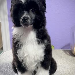 Video added- Super Happy Puff Boy - Black and white male Chinese Crested puppy in Tomball, Texas from Gracieux Chinese Cresteds