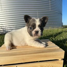 Mouse - Blue female French Bulldog puppy in Pembroke, Kentucky from Presidential Frechies