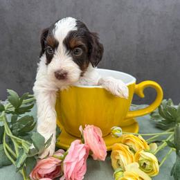 Pirate - Tri-color female Australian Labradoodle puppy in Denton, Texas from Liberty Hill Labradoodles