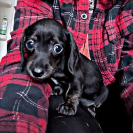 2 - black and tan Brindle - Brindle female Dachshund puppy in Central Point, Oregon from MRS Long Dog Ranch