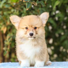 Rex - Sable male Pembroke Welsh Corgi puppy in Caliente, California from Rafter Cross 7
