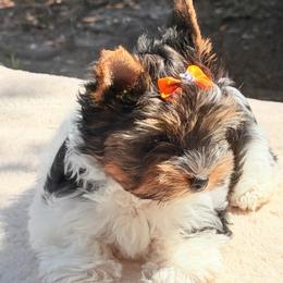 Pebbles -AKC 3650 - Black tan and white female Biewer Terrier puppy in Douglas, Georgia from Heartland small breeds