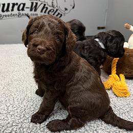 Girl 1 - Chocolate female Australian Labradoodle puppy in Rhode Island from Highland Beach Labradoodles