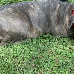 Cane Corso All Grown Up from Bearpaw