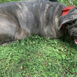 Cane Corso All Grown Up from Bearpaw