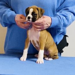 Black - Fawn female Boxer puppy in Butler, Pennsylvania from Schaible's Boxer Huddle